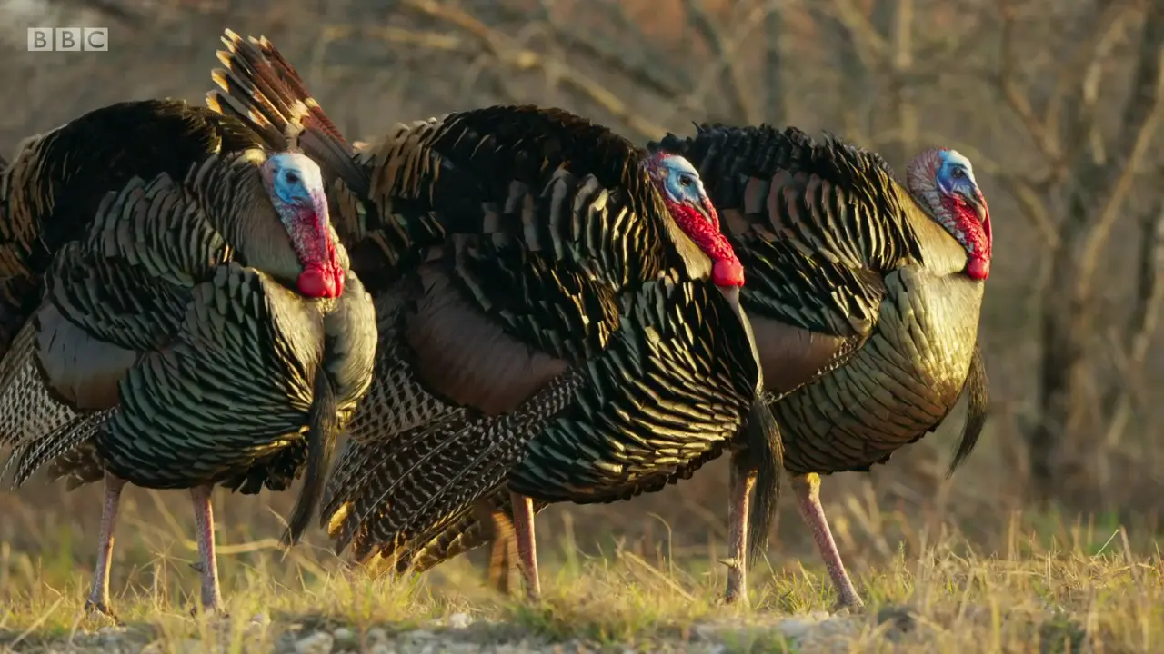 Rio Grande wild Turkey (Meleagris gallopavo intermedia) as shown in The Mating Game - Against All Odds